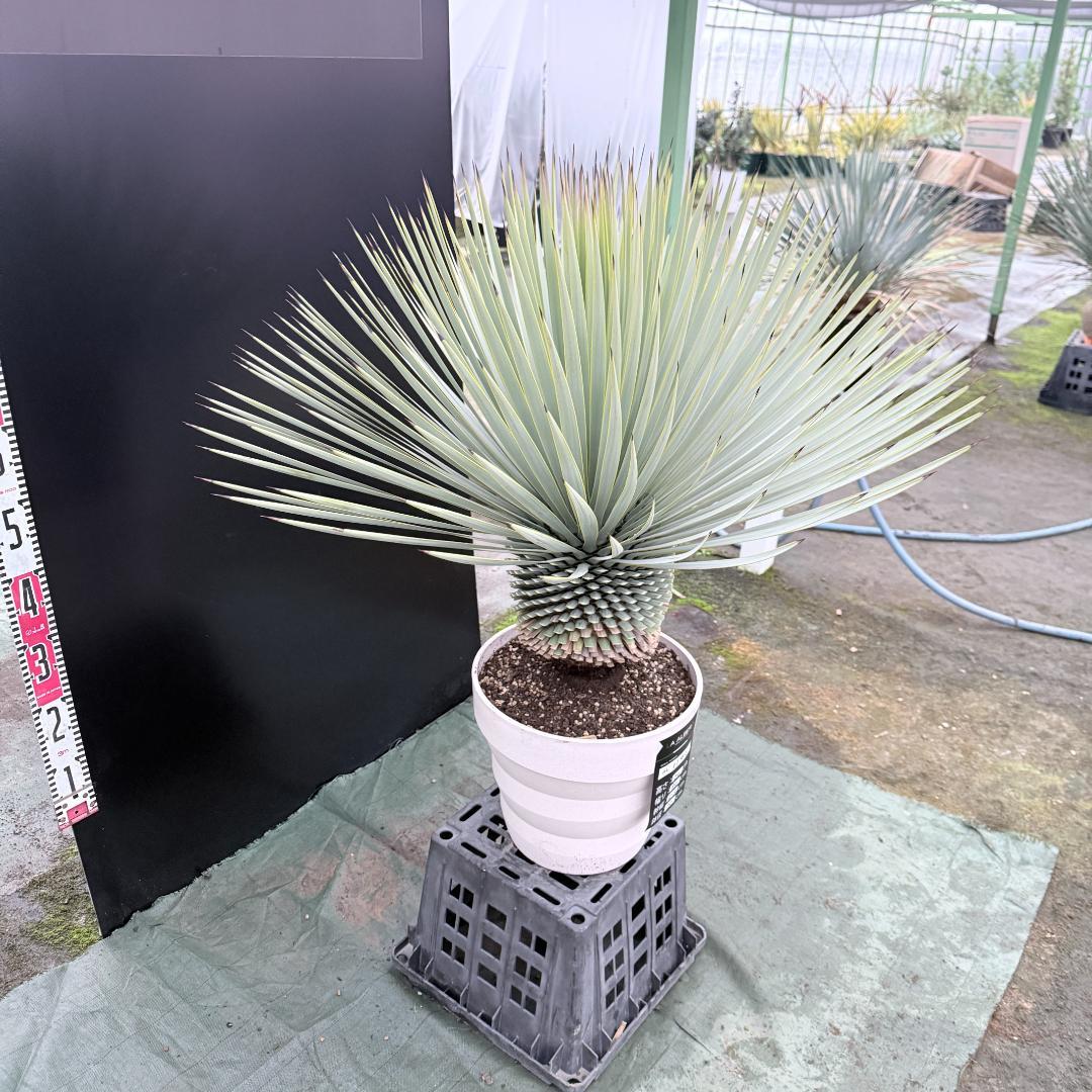 【AL1145】ユッカ　ロストラータ　ホワイト個体　【ALBEROホワイト祭り】