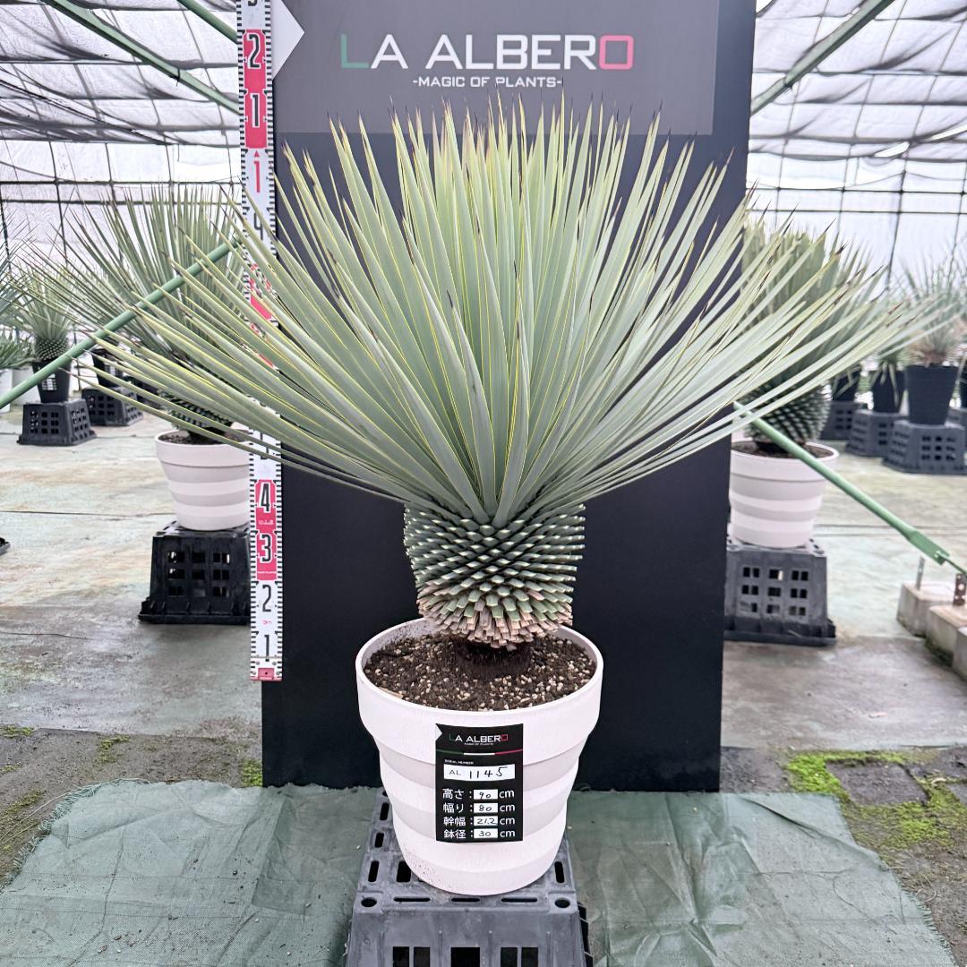 【AL1145】ユッカ　ロストラータ　ホワイト個体　【ALBEROホワイト祭り】