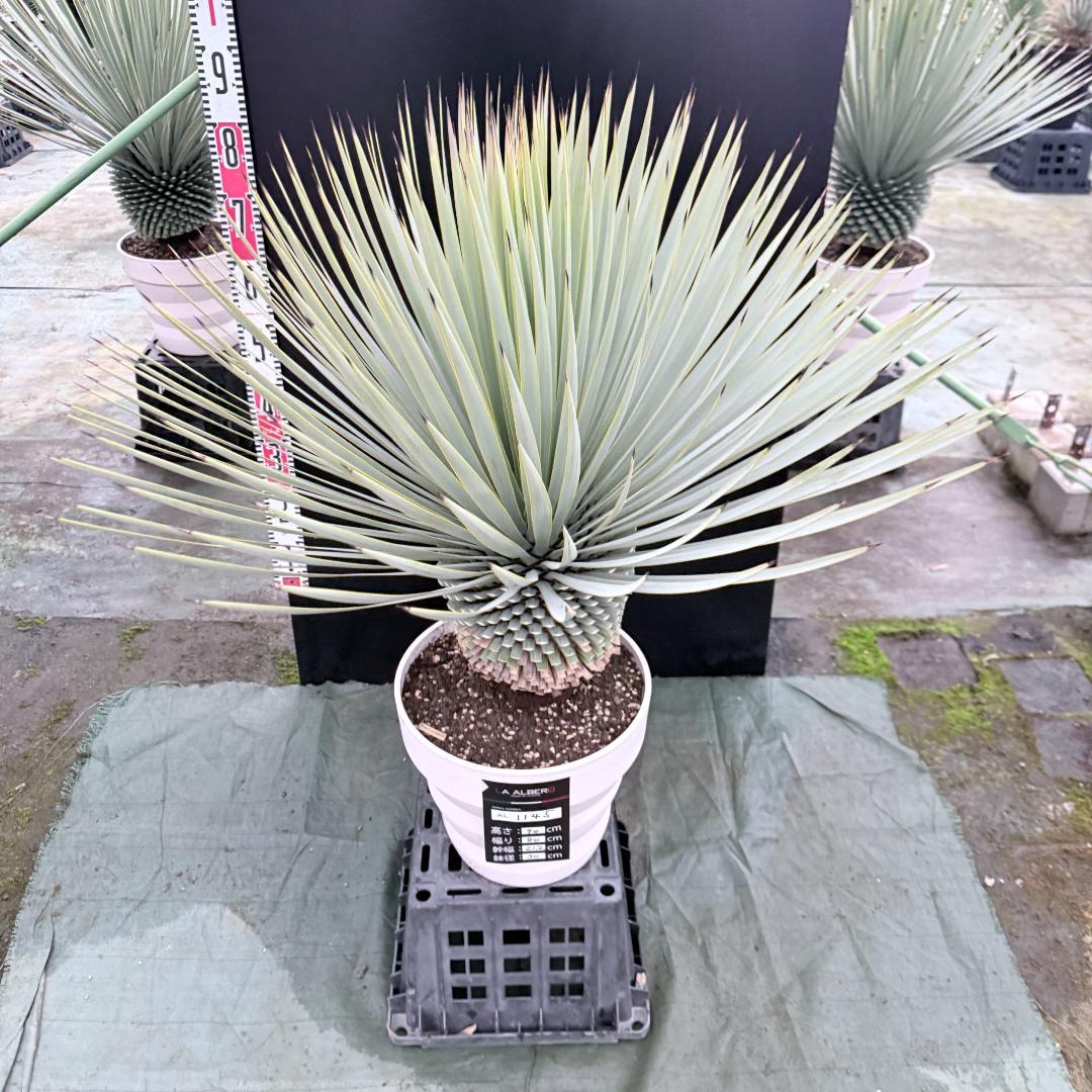 【AL1145】ユッカ　ロストラータ　ホワイト個体　【ALBEROホワイト祭り】