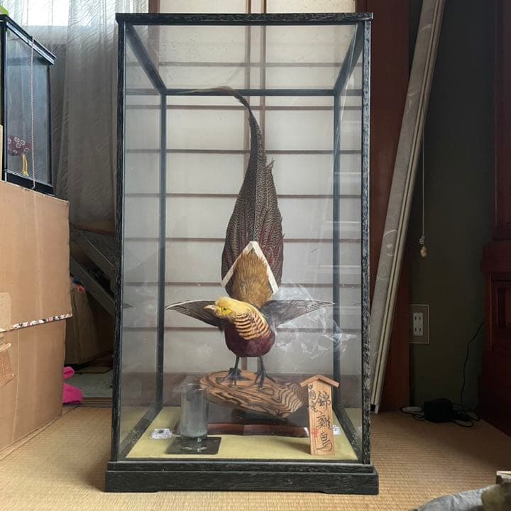 錦雉鳥の剥製