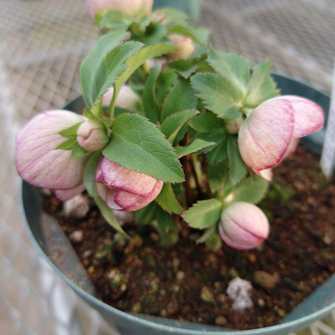 夕*え様 クリスマスローズセミダブル開花苗