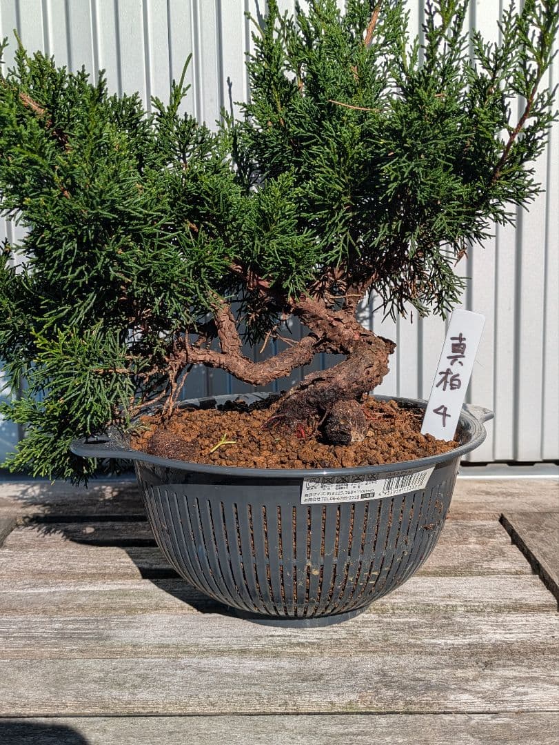 盆栽素材　真柏4 成長中♥