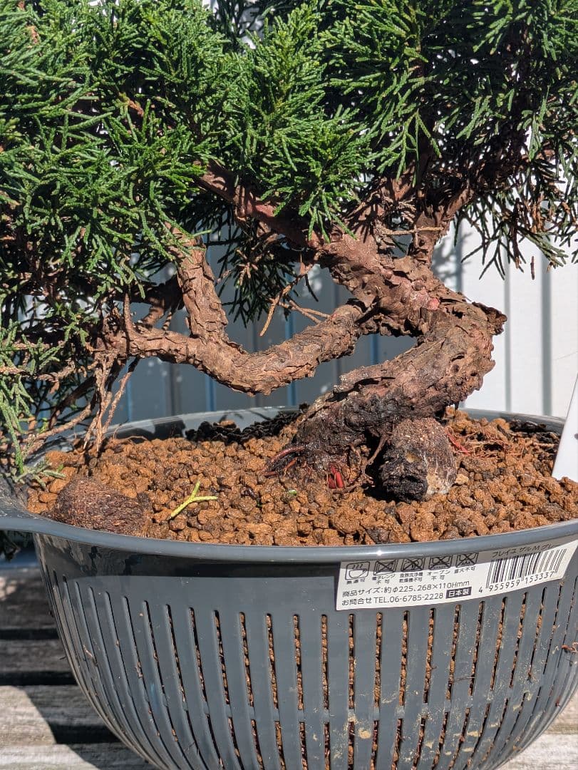 盆栽素材　真柏4 成長中♥