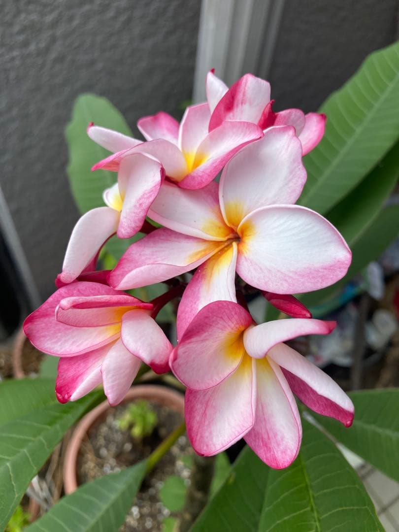 【引き取り限定】プルメリア　鉢植え⑶