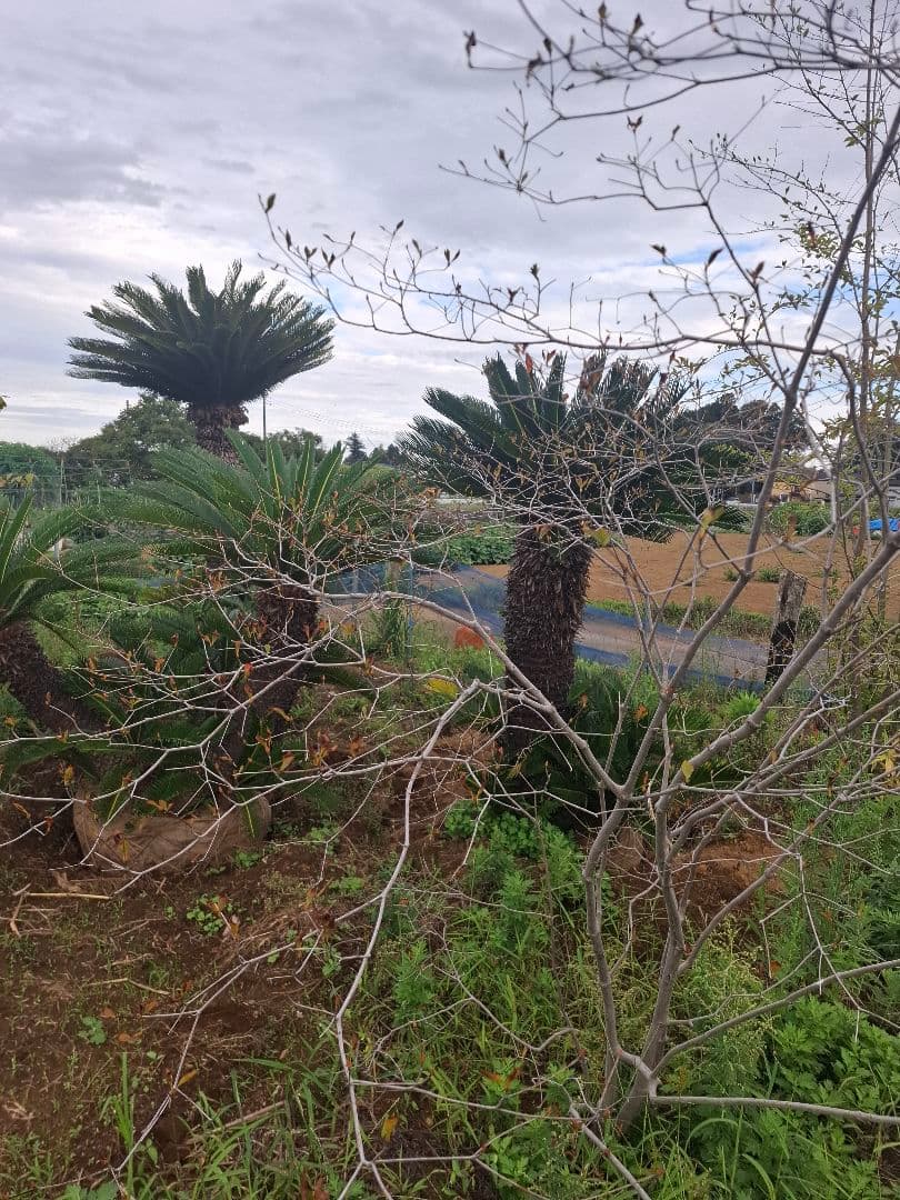 希少 ドウダンツツジ 山彩り ――雑木 アオダモ アオハダ もみじ かえで――