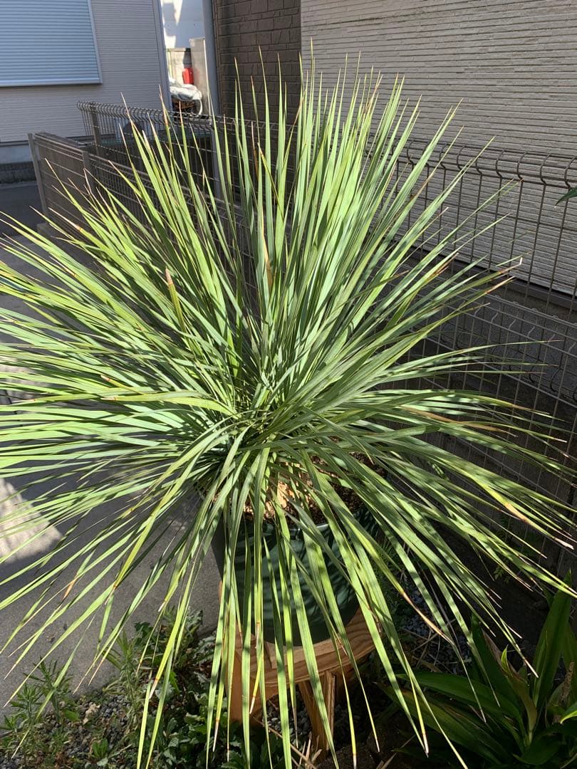 【希少-値引き】大株ユッカ　ロストラータ　トリプルヘッド