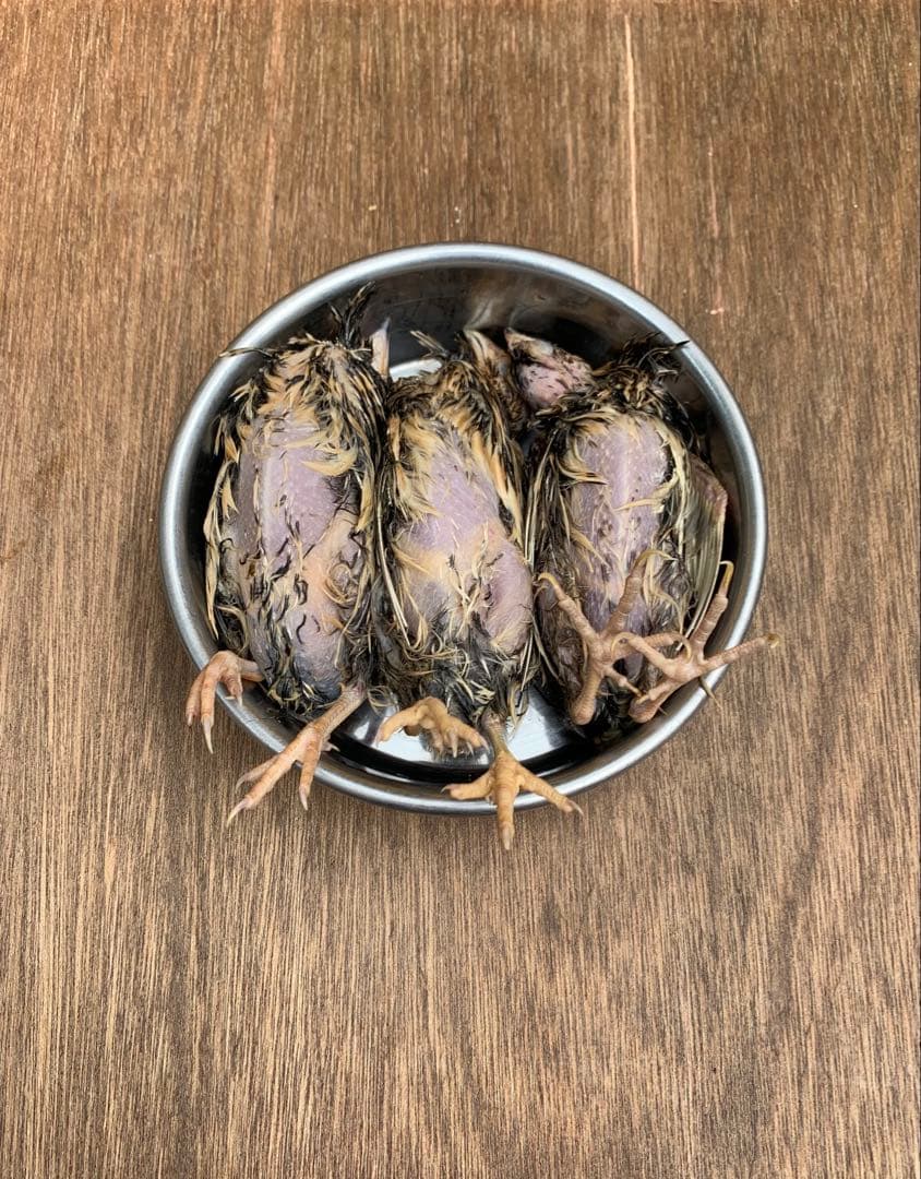 冷凍ウズラ5kg×2段【送料込】