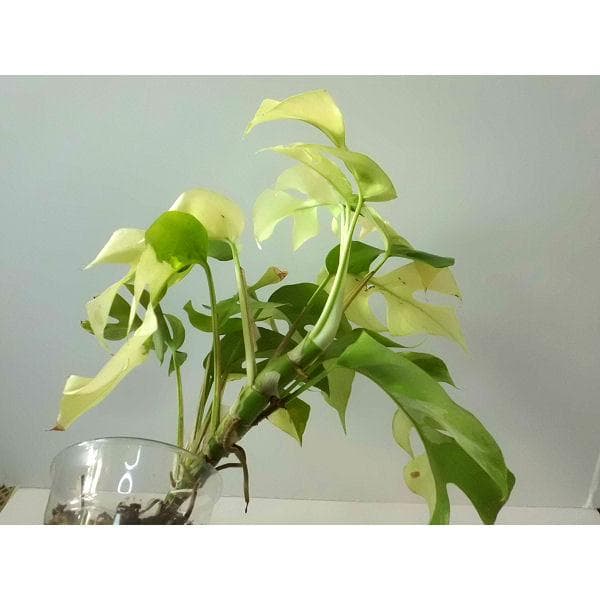 ラフィドフォラ テトラスペルマ パラゴン　トップカット　斑入り 発根済み