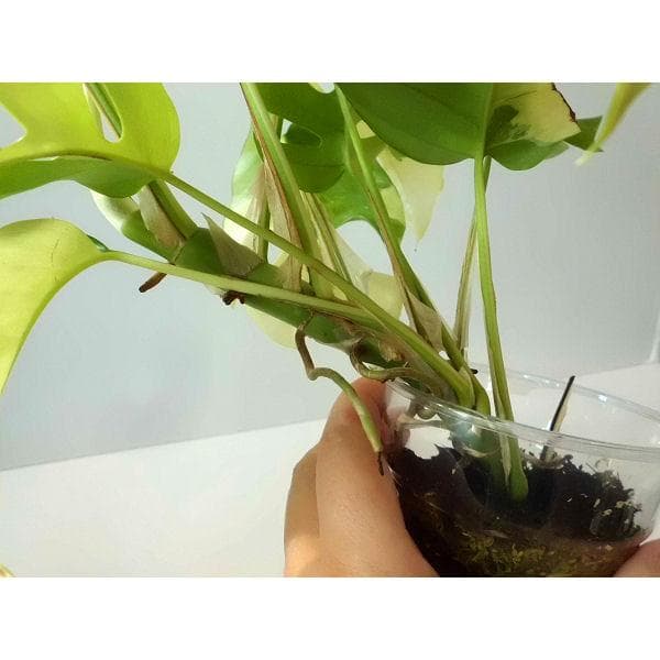 ラフィドフォラ テトラスペルマ パラゴン　トップカット　斑入り 発根済み