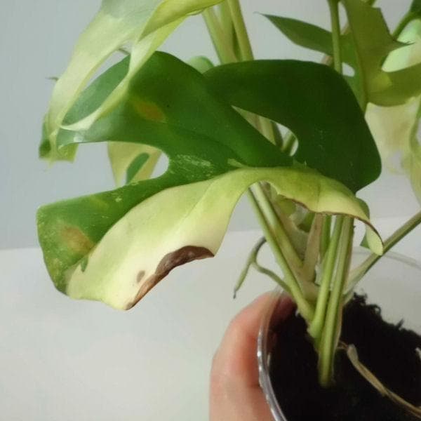 ラフィドフォラ テトラスペルマ パラゴン　トップカット　斑入り 発根済み