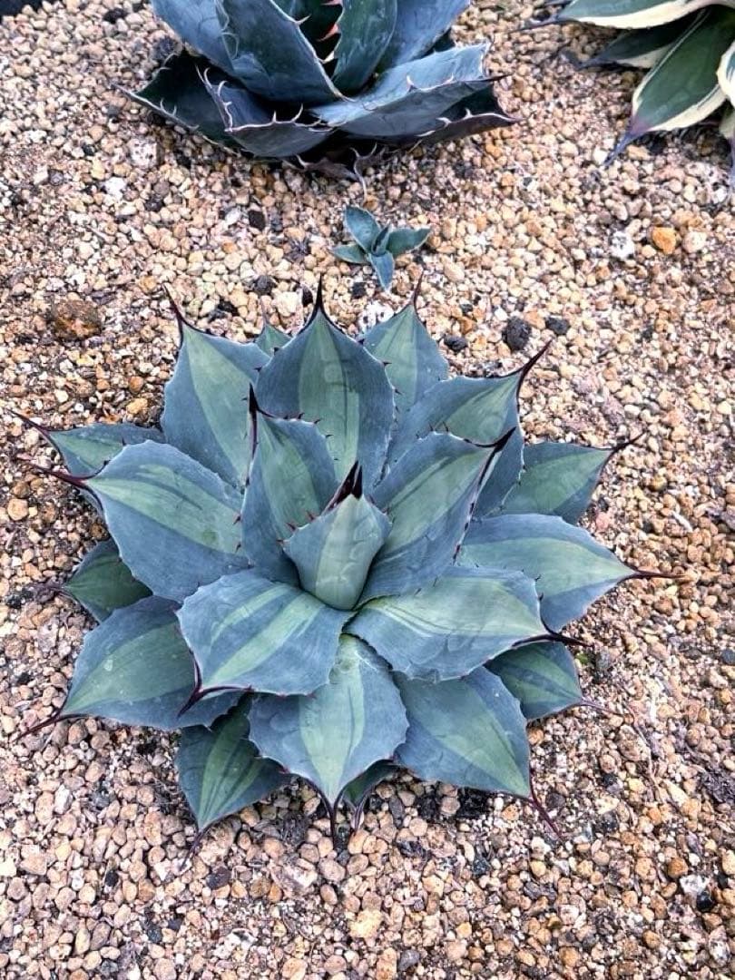 アガベ パリー 吉祥天錦 良色良形 極上株