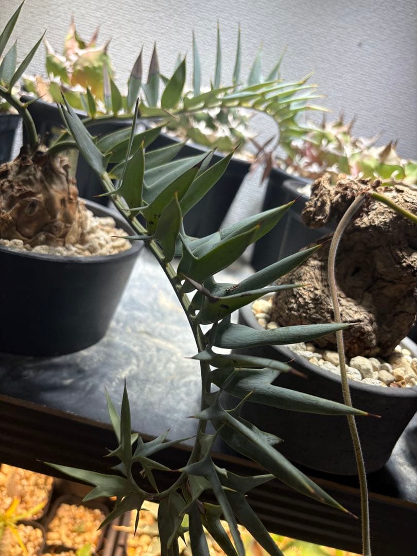 エンセファラルトス ホリダス