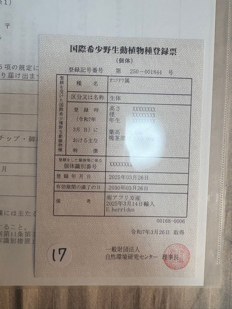 エンセファラルトス ホリダス