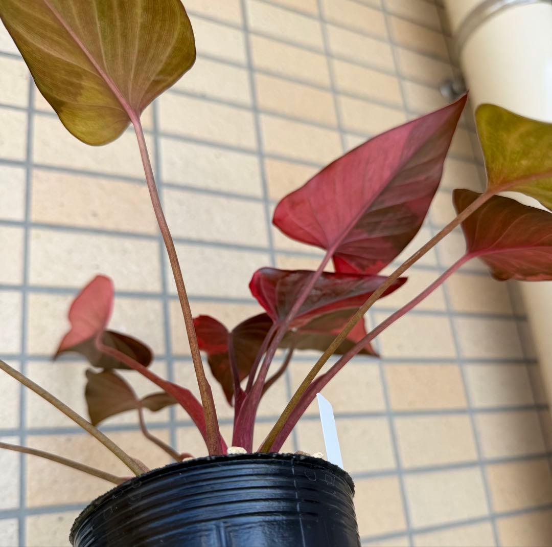 一時的に値下げ中希少　ホマロメナ　ピンクダイヤモンド　大型美株　鉢ごとメルカリ便