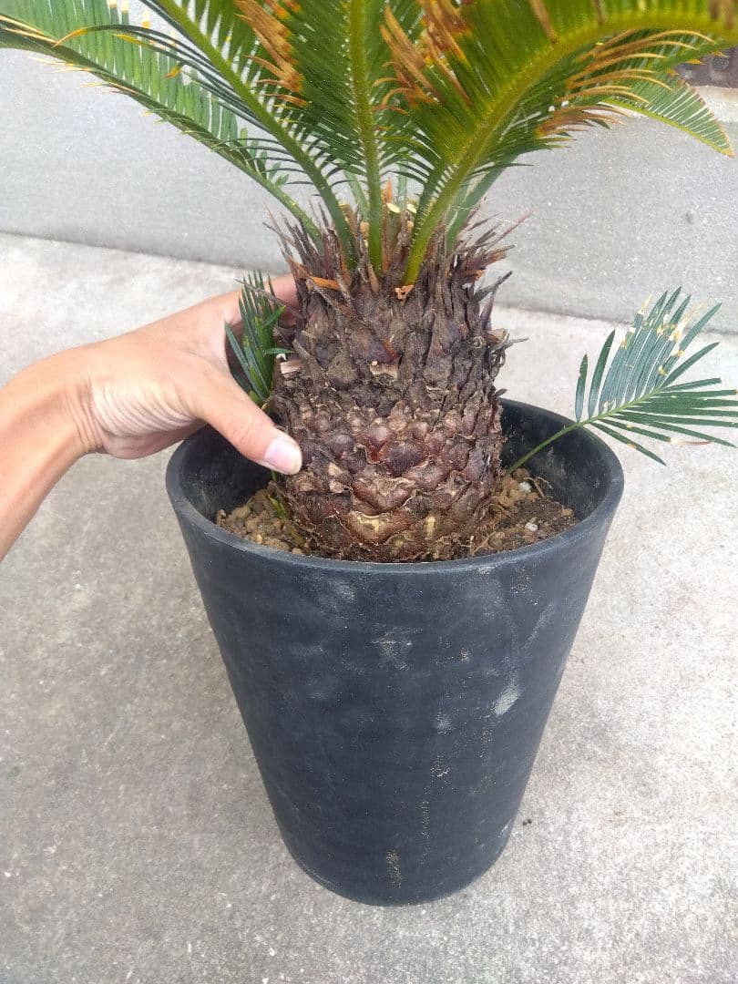 ひろこsan　金環ソテツ ７号鉢つき　特別個体❗子株2株つき❗　③