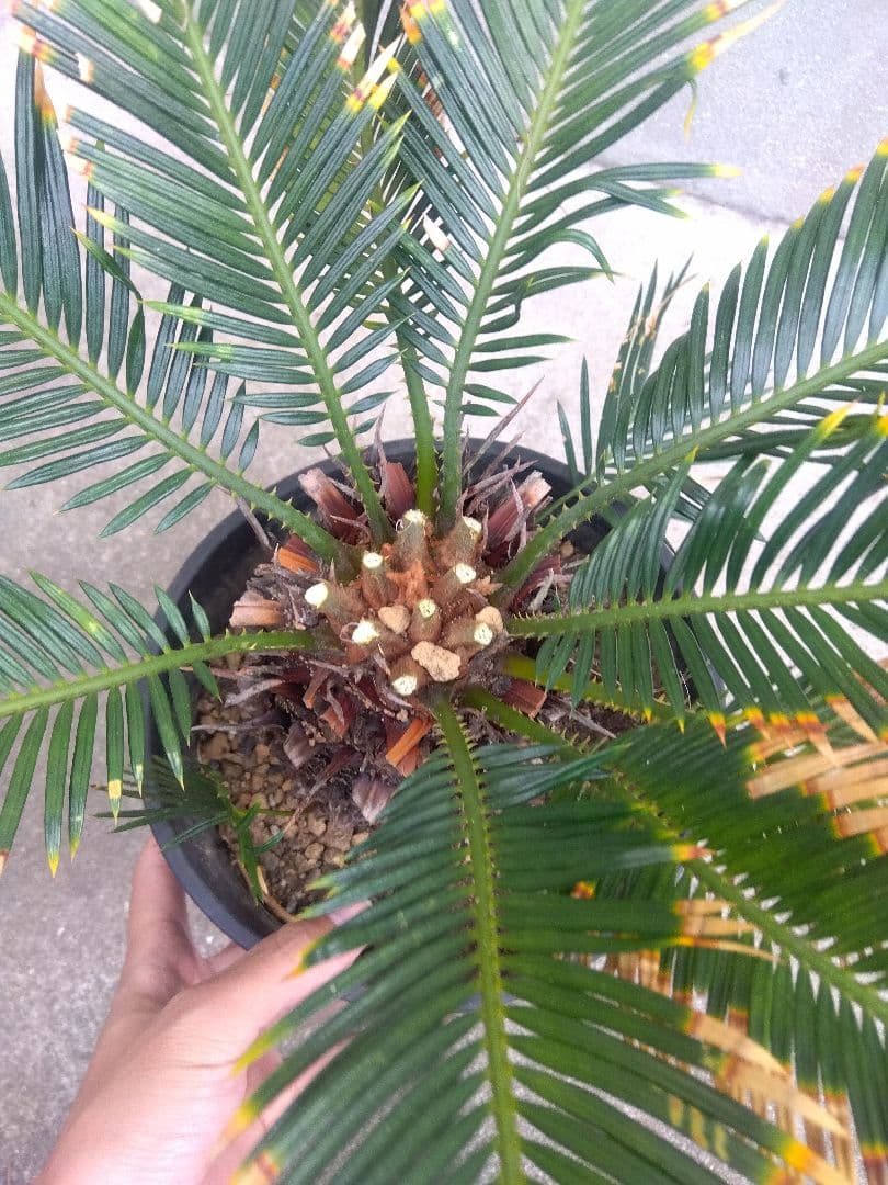 ひろこsan　金環ソテツ ７号鉢つき　特別個体❗子株2株つき❗　③