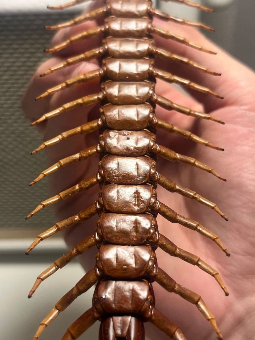 【百足最大種】ペルビアンホワイトレッグセンチピード 全長22cm程　標本　奇蟲