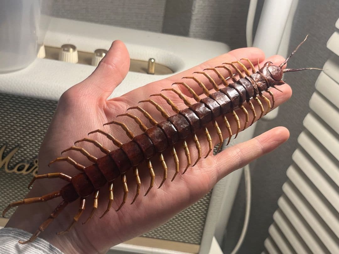 【百足最大種】ペルビアンホワイトレッグセンチピード 全長22cm程　標本　奇蟲