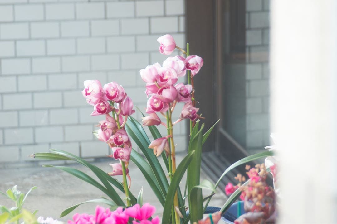 【一眼レフデビューにおすすめ！！】SONY α350 初心者セット【作例付き】