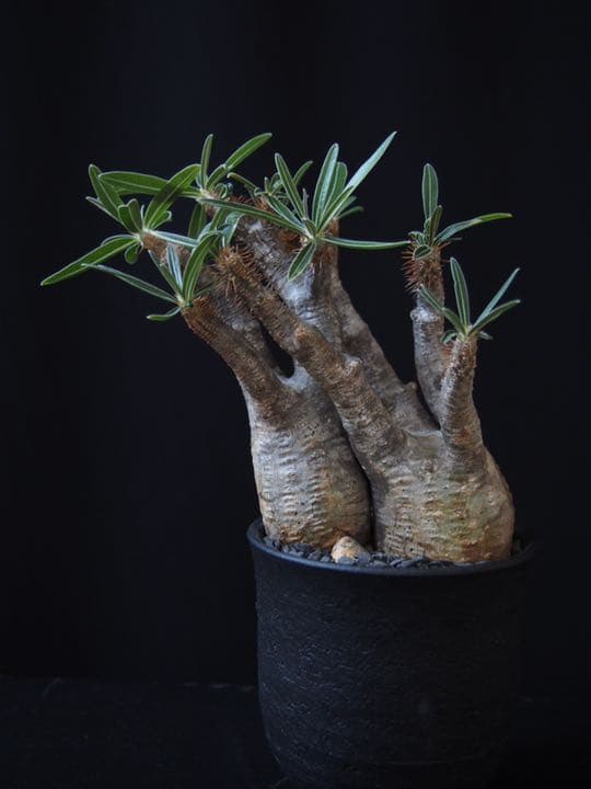 2頭グラキリス　発根済み