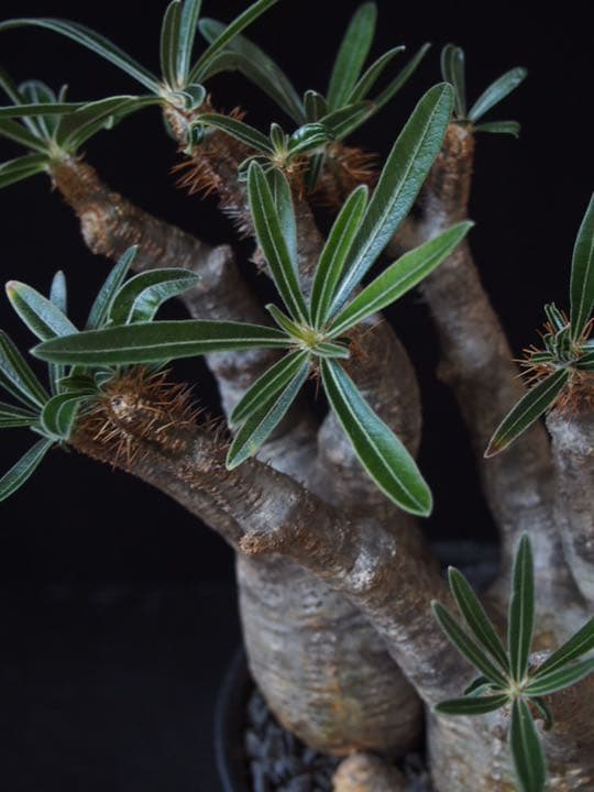 2頭グラキリス　発根済み