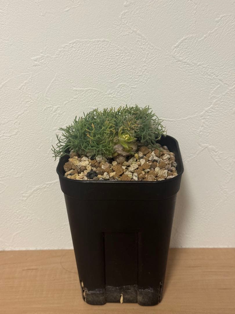 【実生株】モンソニア ペニクリナム　Monsonia peniculina