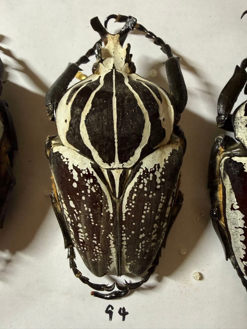 n*s様 カメルーン　ゴライアスオオツノハナムグリ　4頭　B品含みます