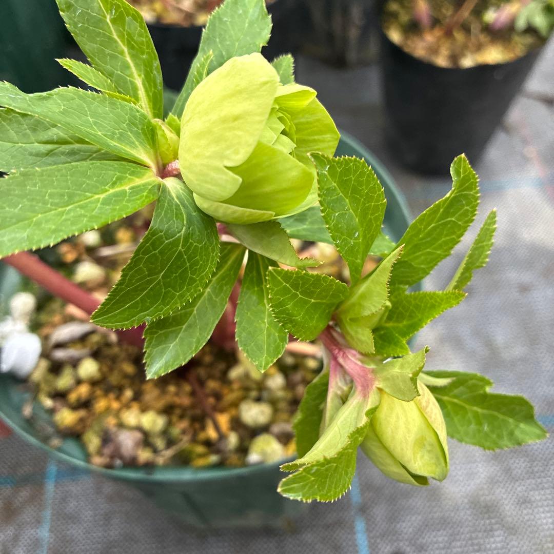 クリスマスローズ　グリーンオーレア　赤軸　開花途中　６寸