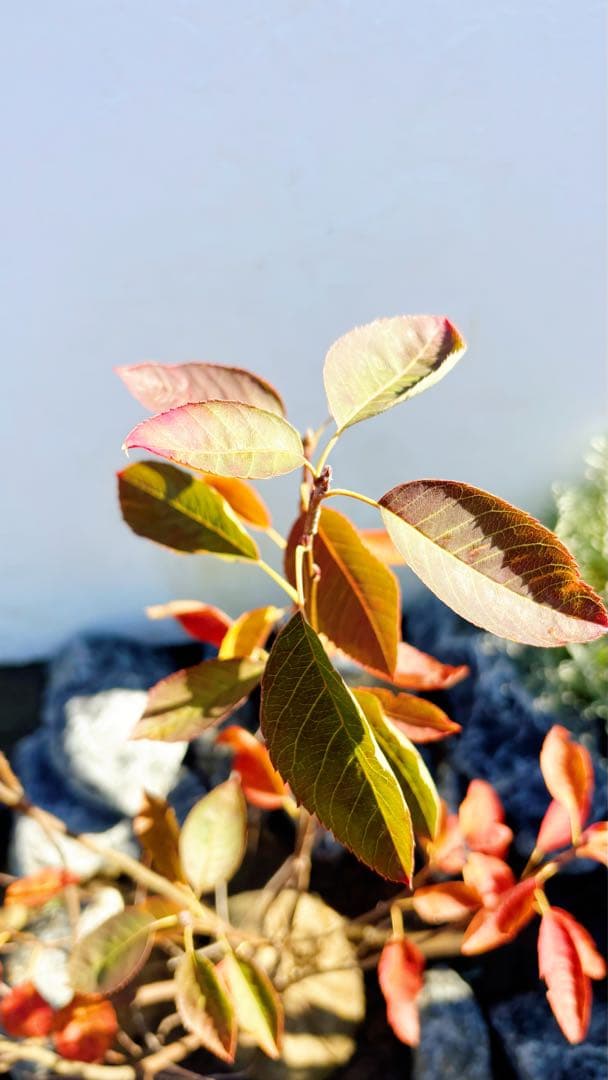 逸品 ジューンベリー株立ち1.4M(鉢底から)品番⑵