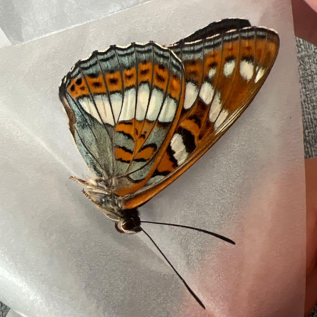 オオイチモンジ　モンゴル産10頭セット売り