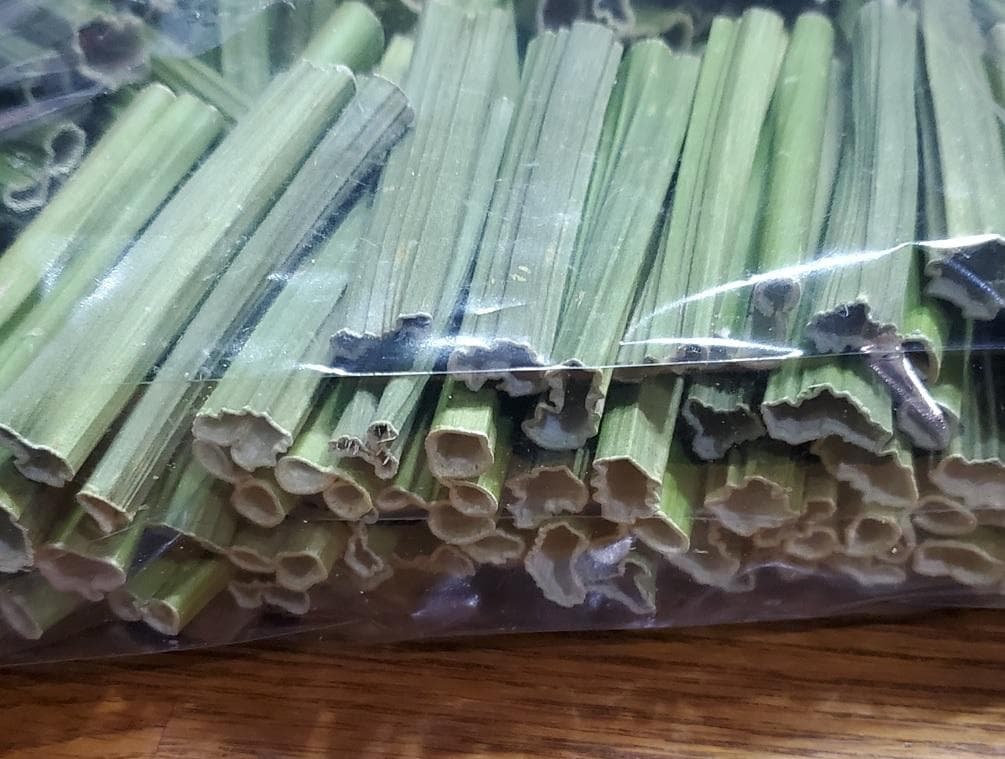 大容量　3500g　(国産・高品質)乾燥パパイヤの茎（無農薬・有機肥料）