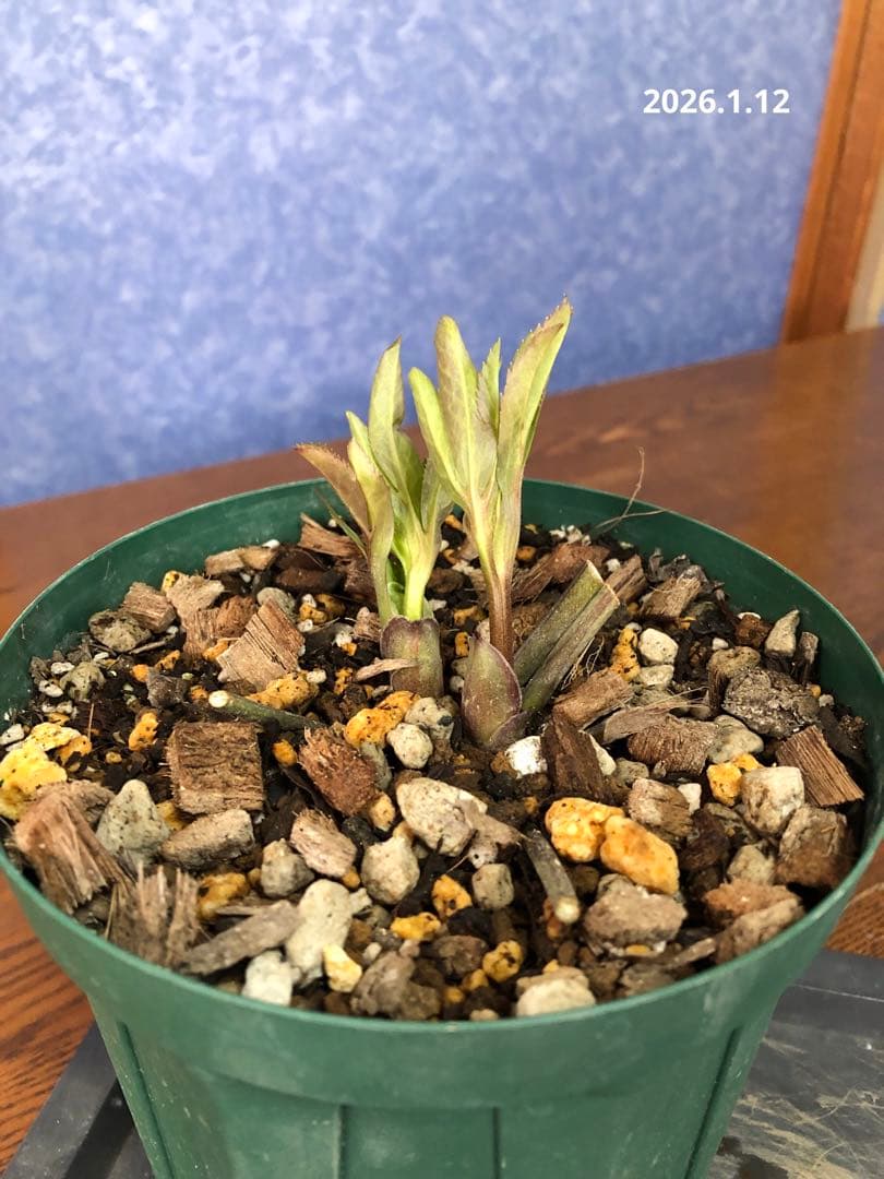 クリスマスローズ　原種　リグリクス①