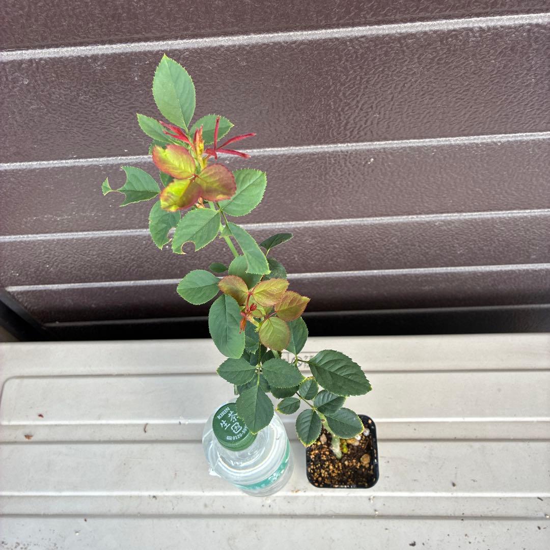 ワンコ　バラ苗