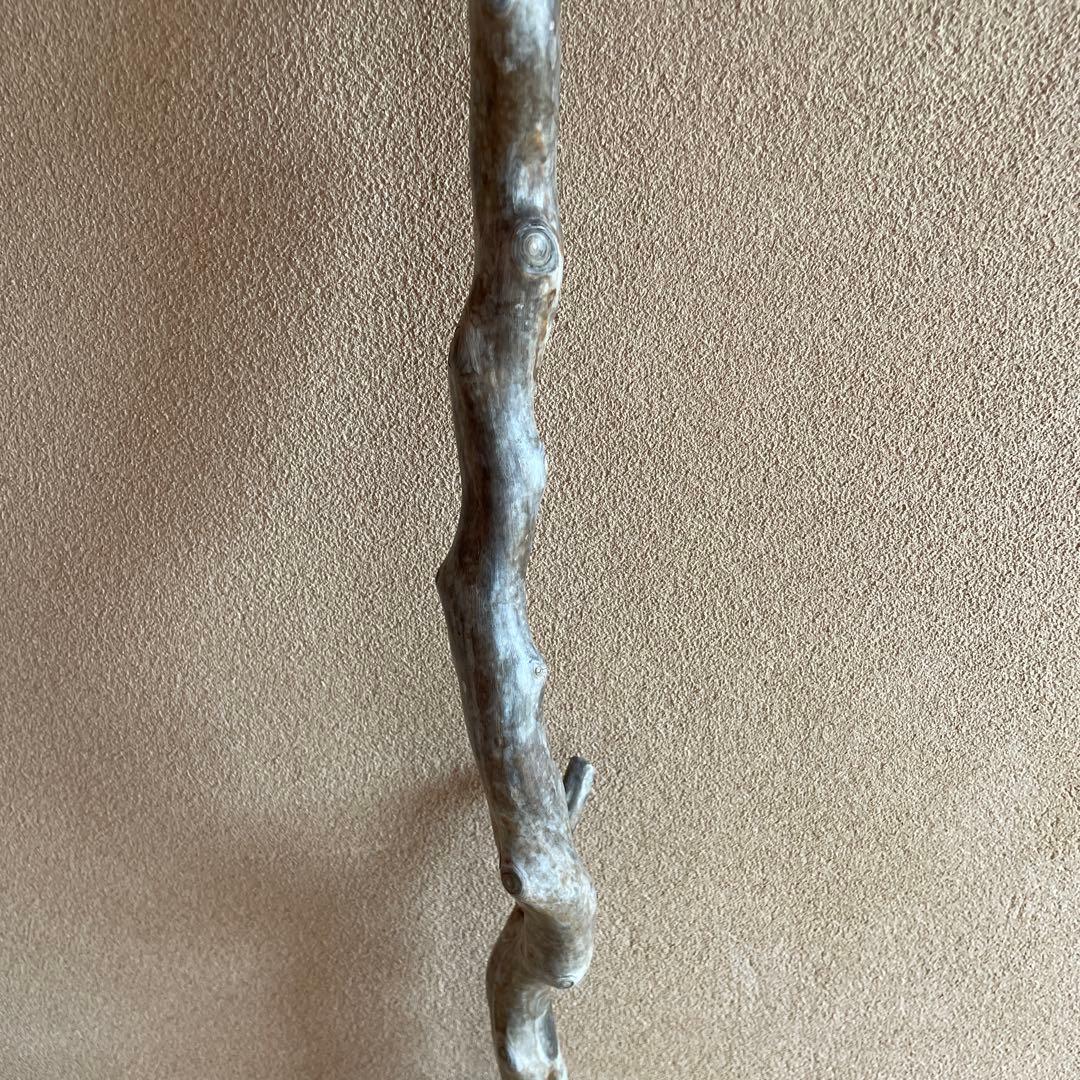 希少　海松珊瑚