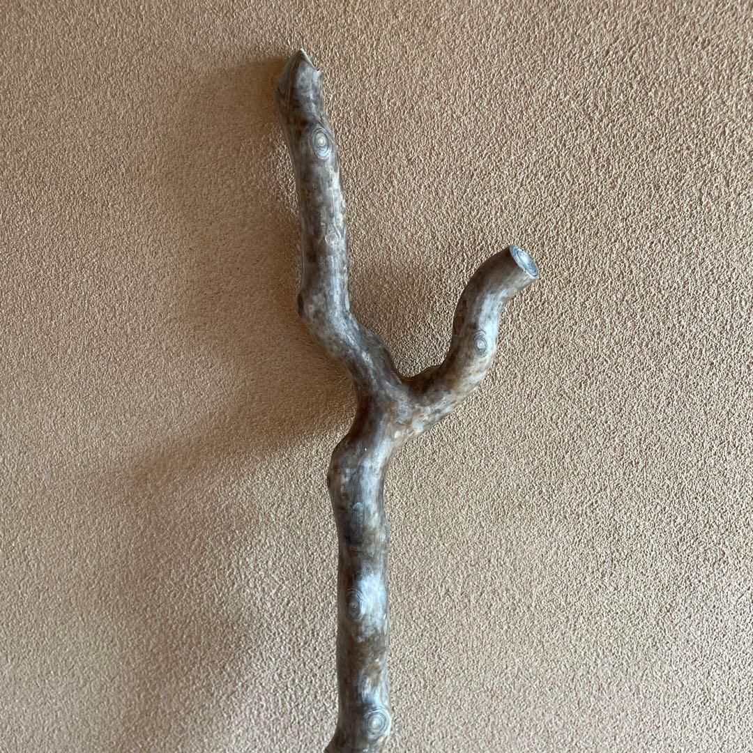 希少　海松珊瑚