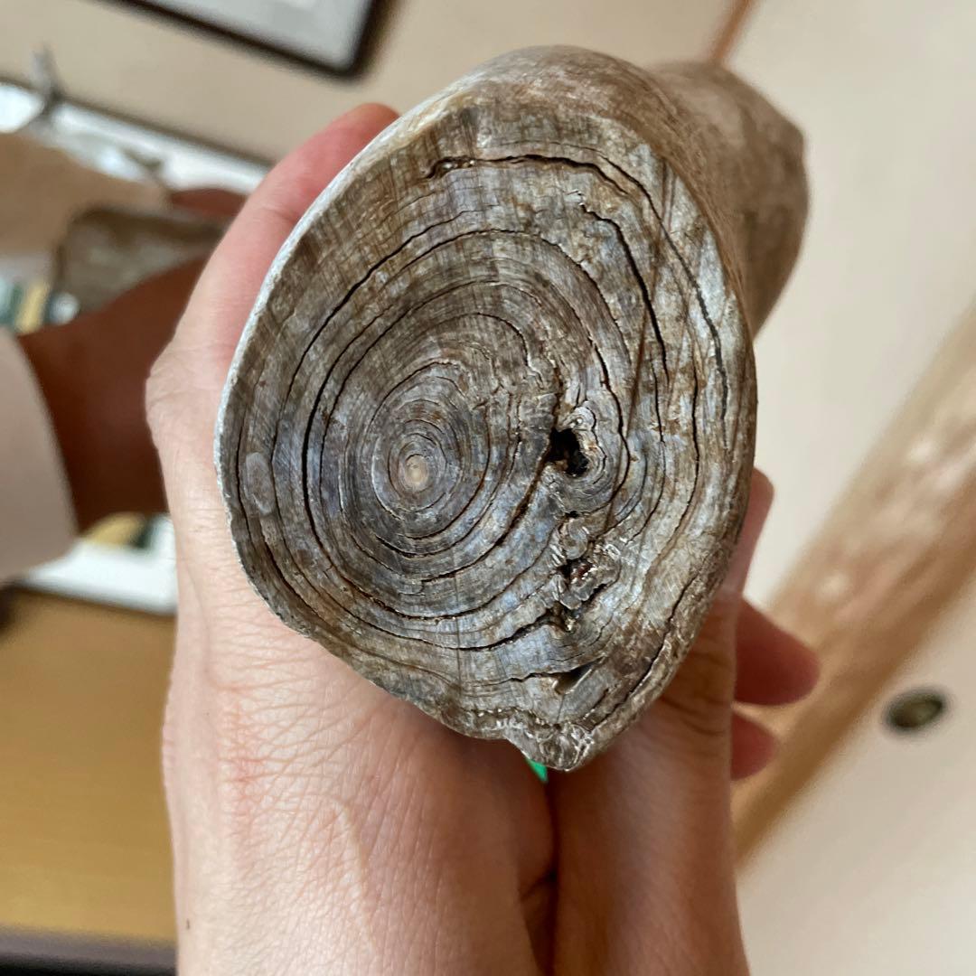 希少　海松珊瑚