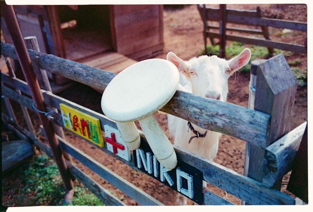 フィルムカメラ Konica HEXAR RF Limited + Zeiss ZM 35 F2