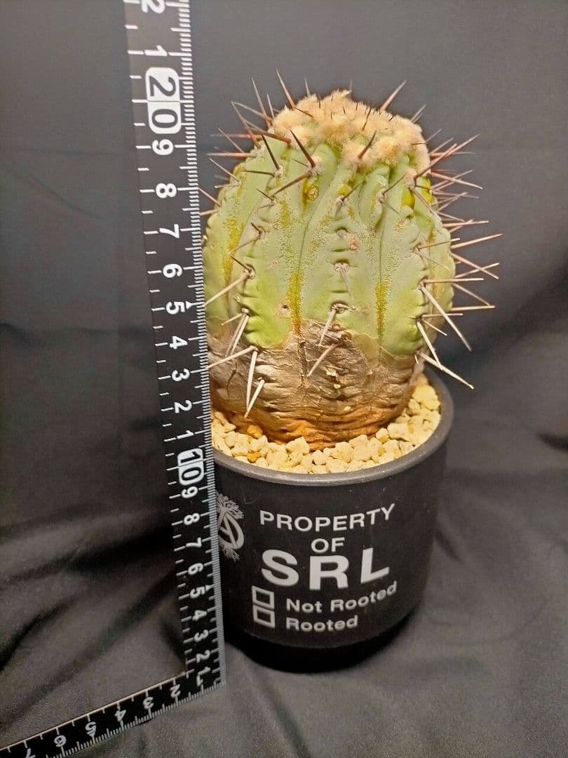 コピアポア シネレア 黒王丸 現地球 カキコ SRL鉢付 弧竜丸 コルムナアルバ