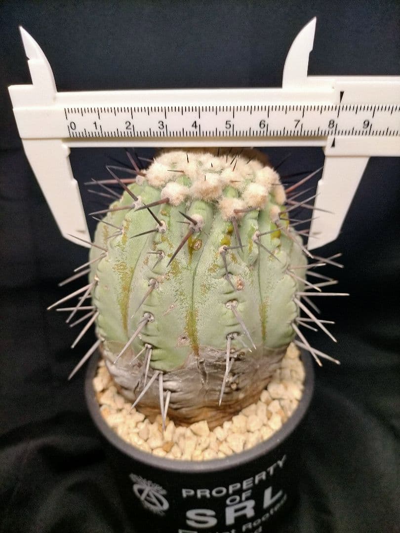 コピアポア シネレア 黒王丸 現地球 カキコ SRL鉢付 弧竜丸 コルムナアルバ