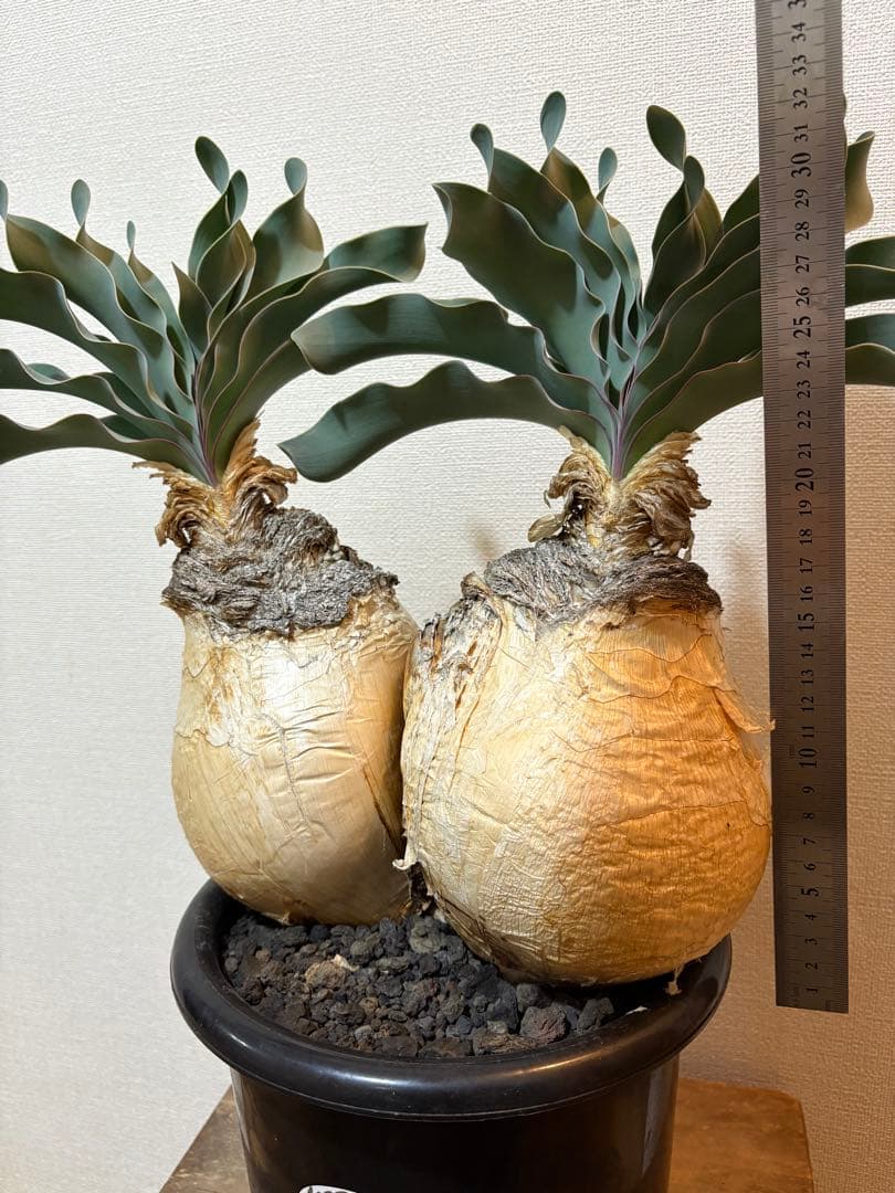 ブーファン　ハエマンソイデス　発根済み