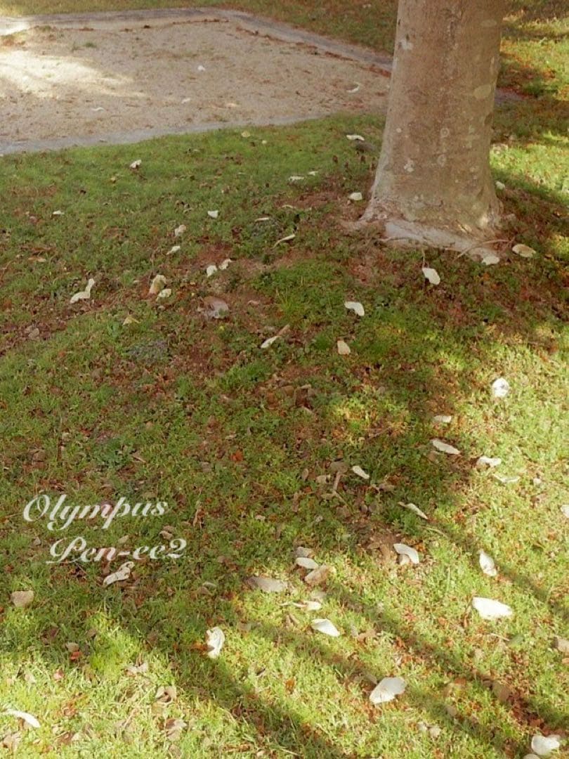 ★完動品＊美品★olympus pen ee2★フィルムカメラ入門に！★本革外装