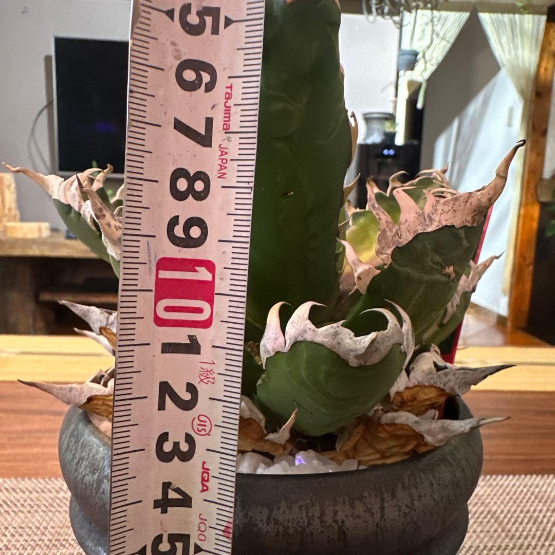 アガベ レッドキャットウィーズル