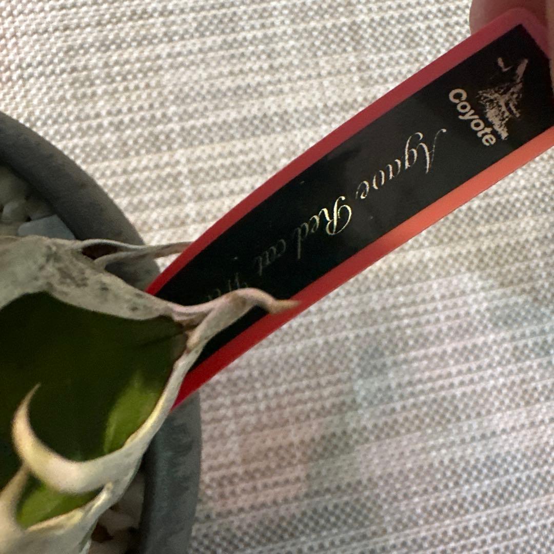 アガベ レッドキャットウィーズル