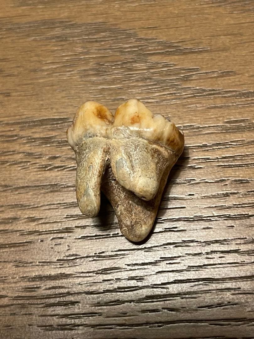 【博物館級】ホラアナグマ 洞窟クマ 化石 臼歯 状態超良好 オールドストック