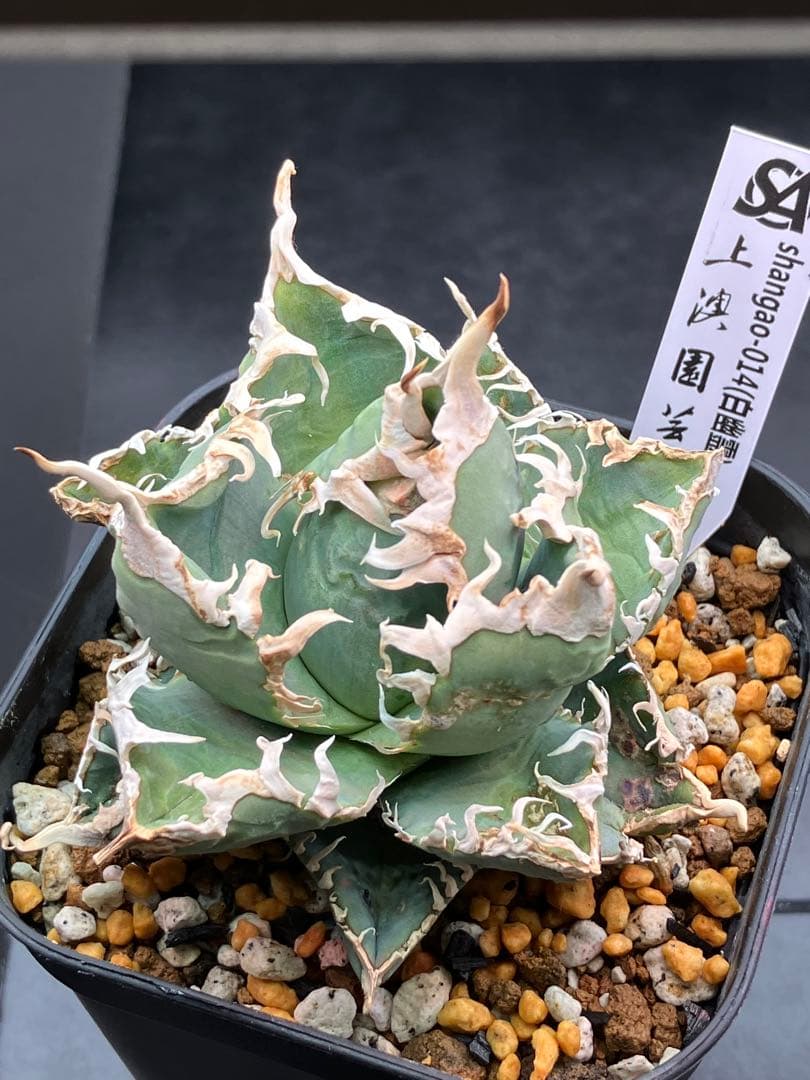 アガべチタノタ 白幽霊【上澳園芸】親株タグ付き　【美品】