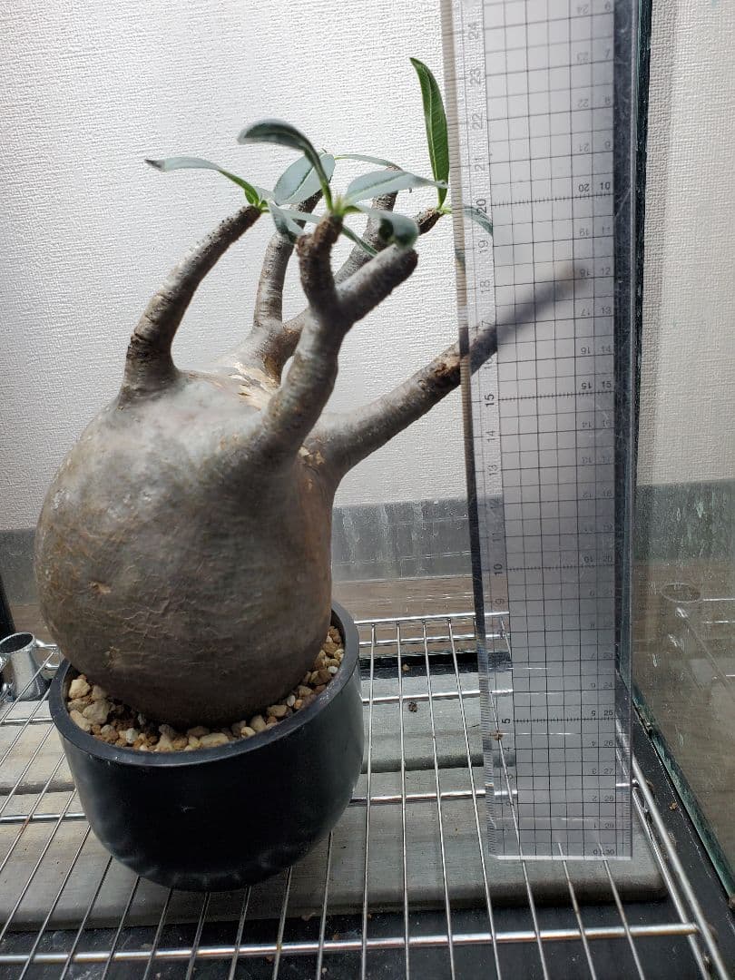 Pachypodium gracilius グラキリス まん丸良型 【発根済み】