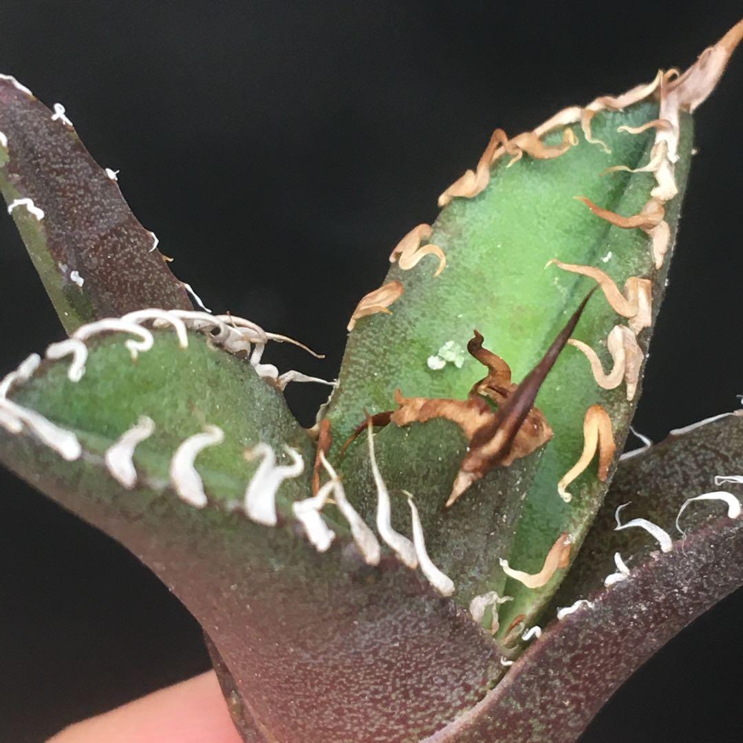 【高騰品種】22 シーザー×レッドキャットウィーズル hyb極上強棘陽炎 アガベ