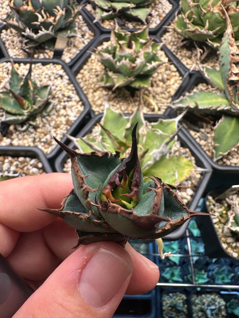 緑犀牛　子株