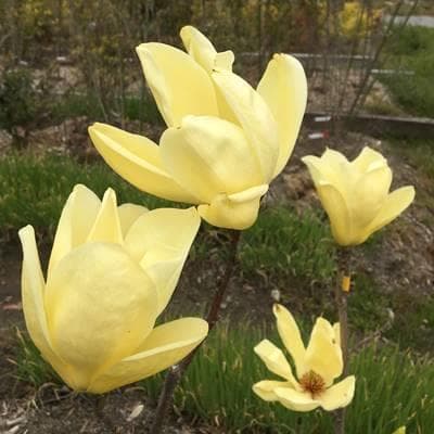 《現品》モクレン　エリザベス　樹高1.3ｍ（根鉢含まず）33【黄花/苗木】