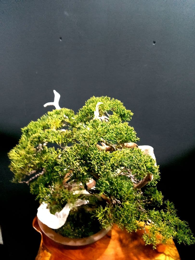 【中品　真柏盆栽】　　　　　 ⭕山木風に仕上げた一品❗